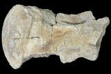 Mosasaur (Platecarpus) Vertebra - Kansas #122003-1